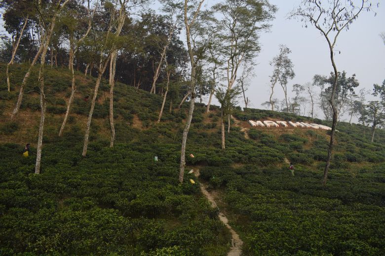 Beautiful Mathiura Tea Estate 2021