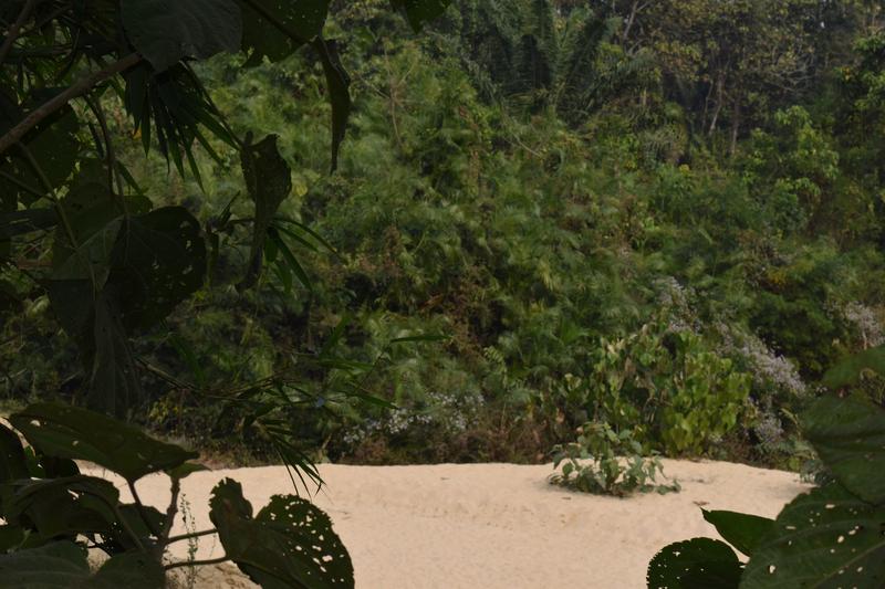 A beautiful place in Satchari National Park