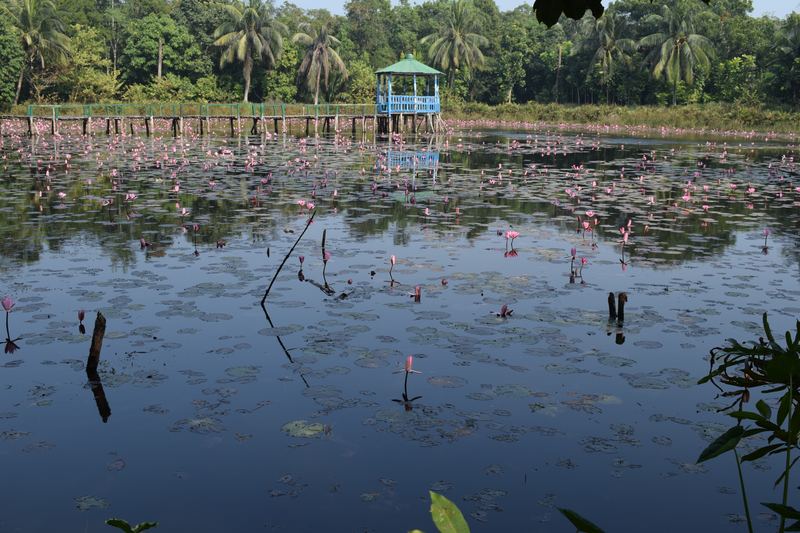 Amazing Harbaria Sundarban Eco-Tourism Center tour tips 2022 6 A freshwater pond at Harbaria