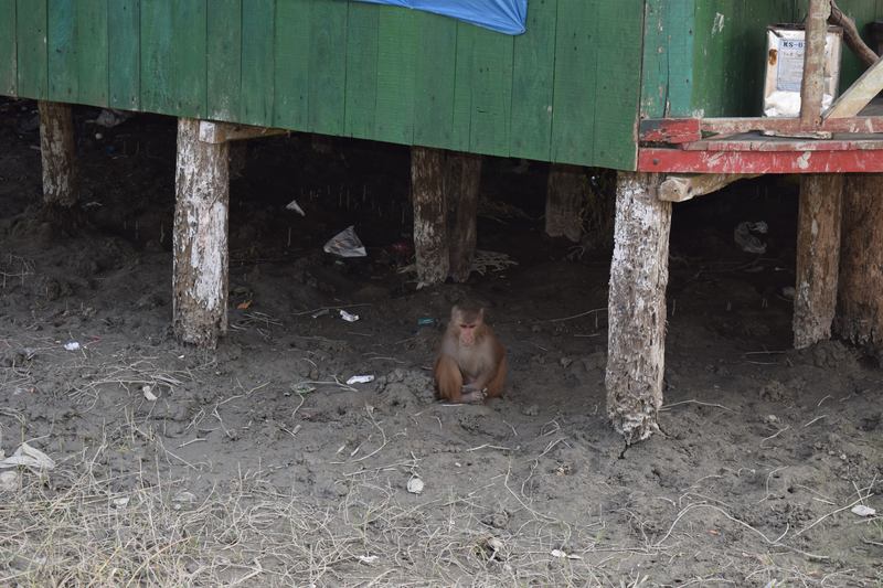 A monkey at Sundarbans Harbaria A monkey at Harbaria Sundarbans