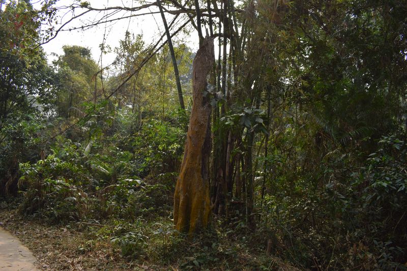An old tree inside Satchari National Park