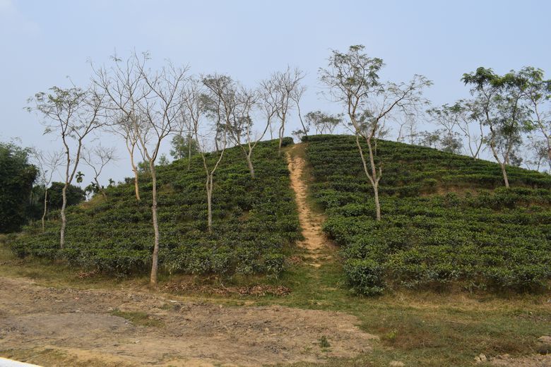 Beautiful Tea garden