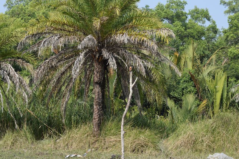 Amazing Harbaria Sundarban Eco-Tourism Center tour tips 2022 4 Harbaria