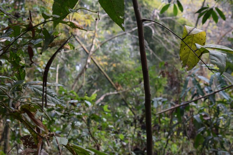 Inside of Satchari national park