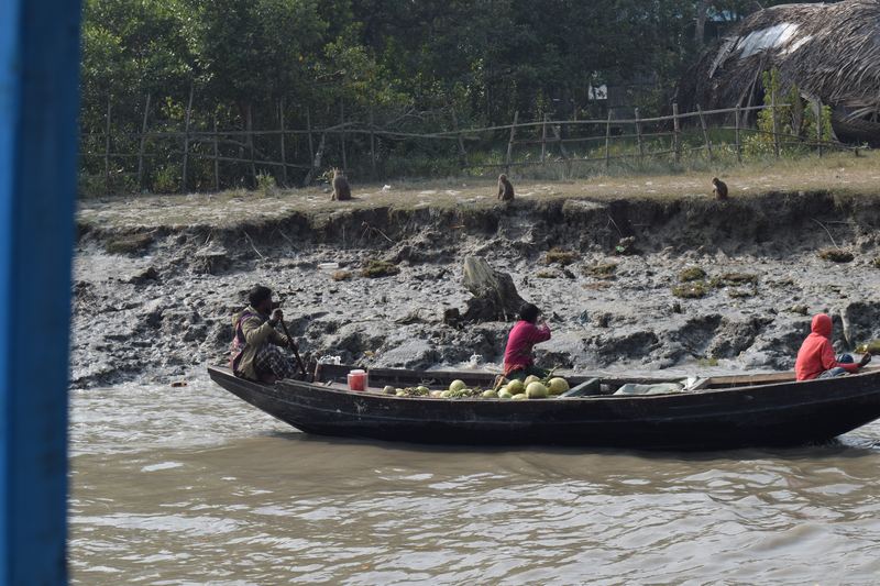 Monkeys and people looking at each other