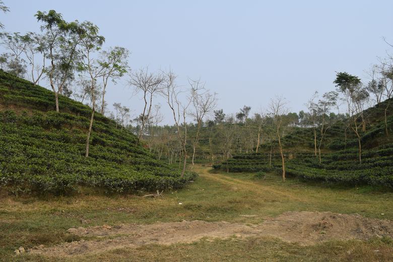 Satgaon Tea garden