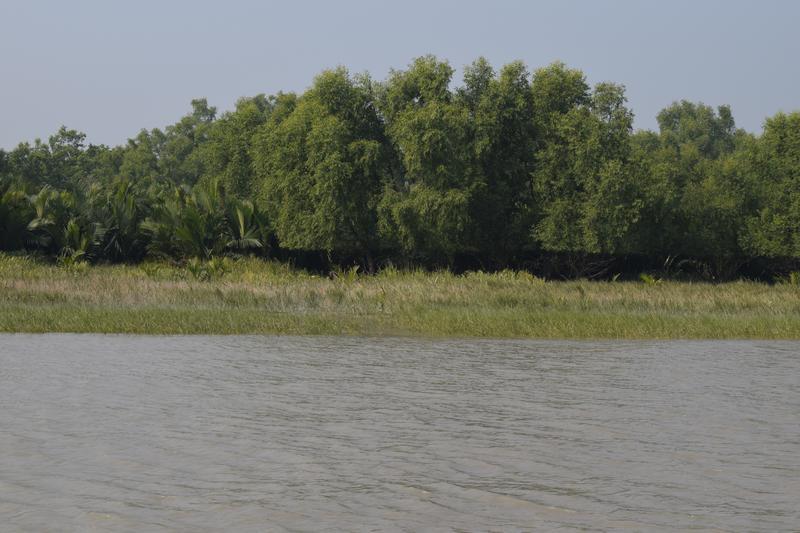 Sonneratia Mangrove tree eaten by deer