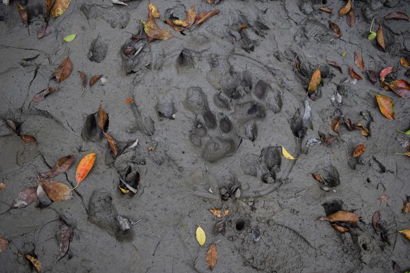 Amazing Harbaria Sundarban Eco-Tourism Center tour tips 2022 8 Sundarban Animal footprint image