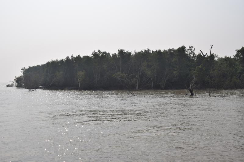 Sundarban from launch