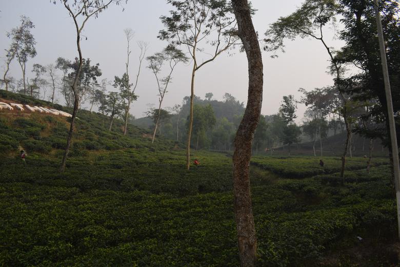 Tea Estate