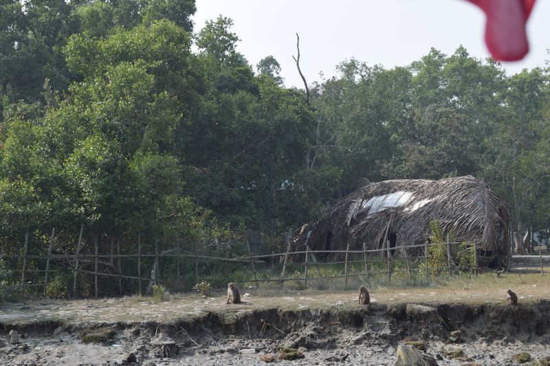 Three monkeys in the Sundarbans