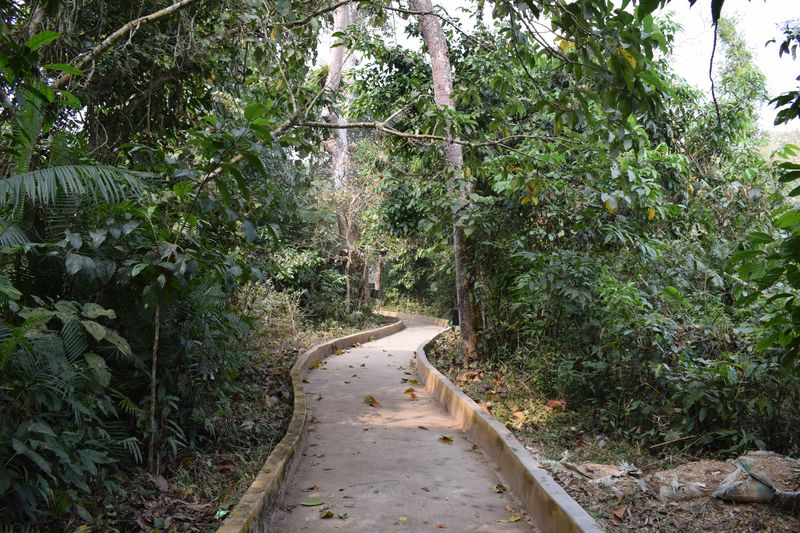 Walkway of Satchari National Park