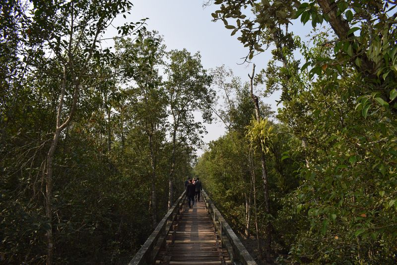 Amazing Harbaria Sundarban Eco-Tourism Center tour tips 2022 9 Wood made bridge at Harbaria Sundarban