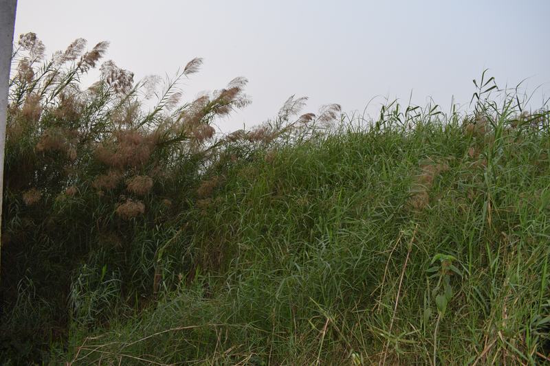 Kans grasses at Baikka Beel