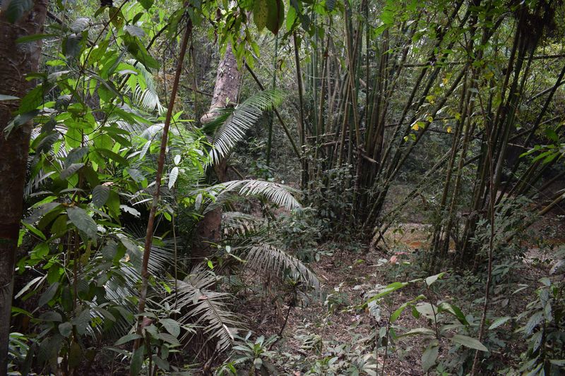 Lawachara forest and resort