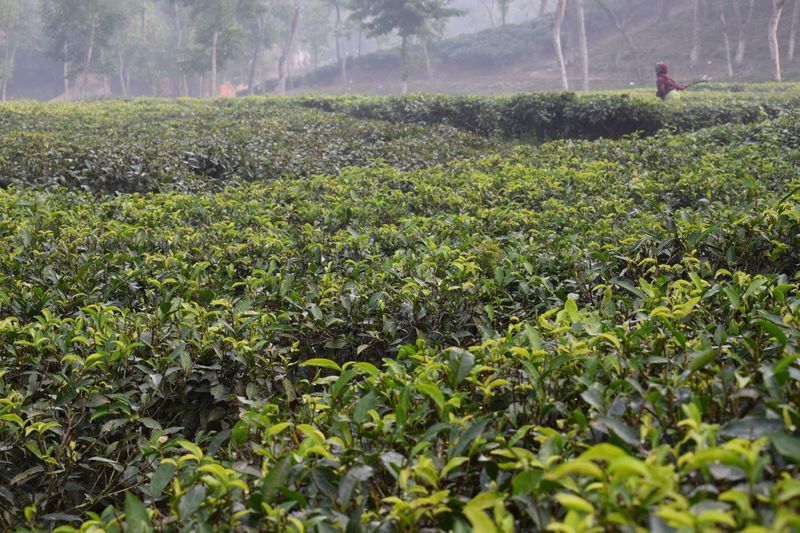Mathiura tea garden in Moulvibazar
