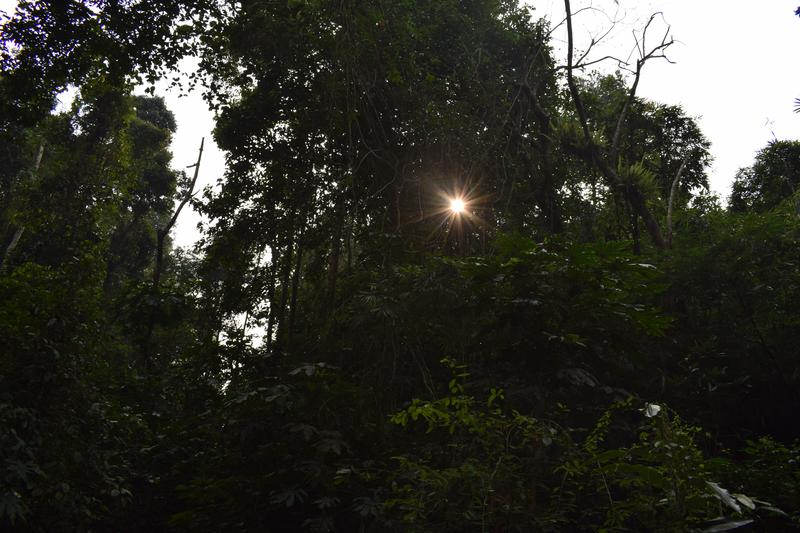 Sun rays coming through trees in Lawachara