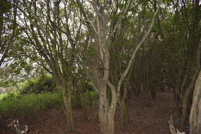 বাইক্কা বিল ভ্রমণ