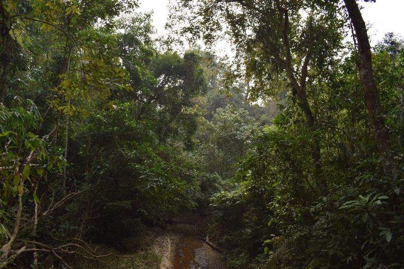 লাউয়াছড়া
