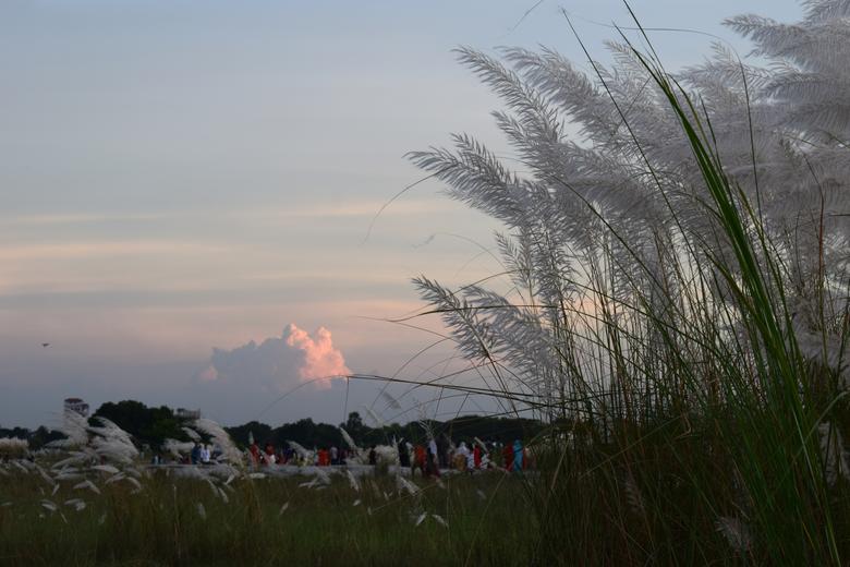 Aftabnagar Kans Grass fields