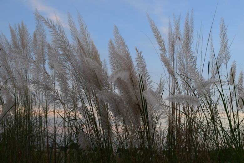 Beautiful Kans Grass Field Dhaka