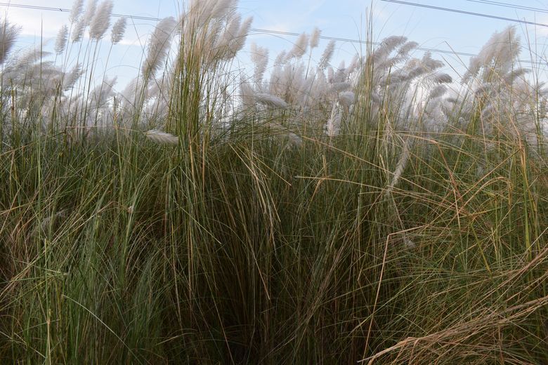 Kans Flower at Aftabnagar