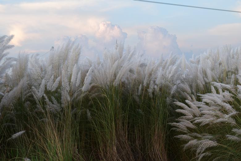 Kans Grass Field Aftabnagar