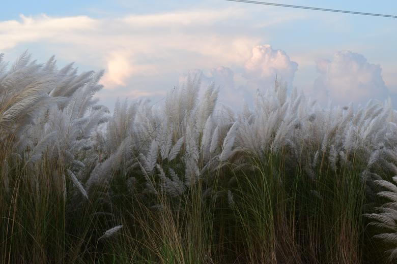 Kans Grass Under Cloudy sky