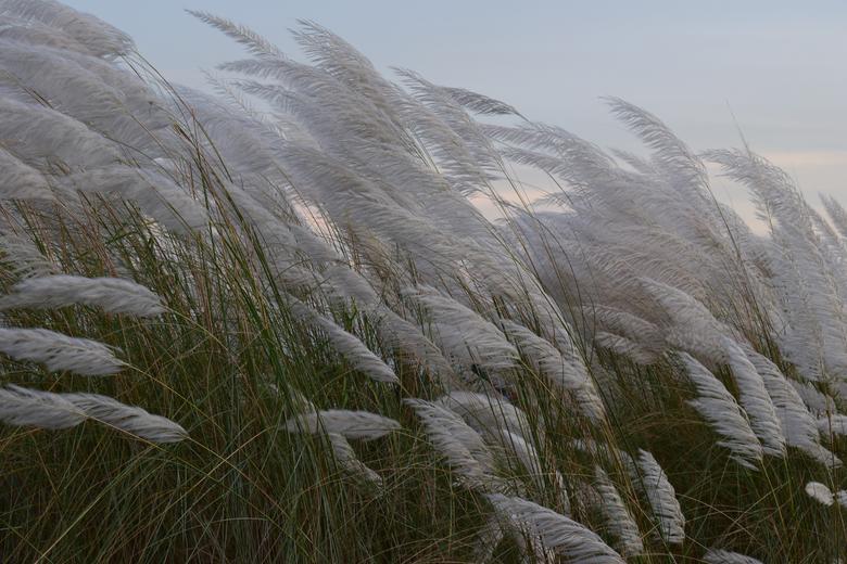 আফতাবনগরে কাশফুল