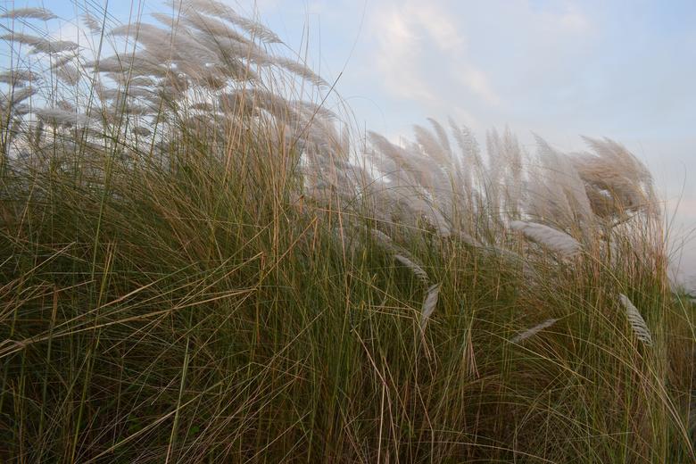 আফতাবনগরে কাশবন