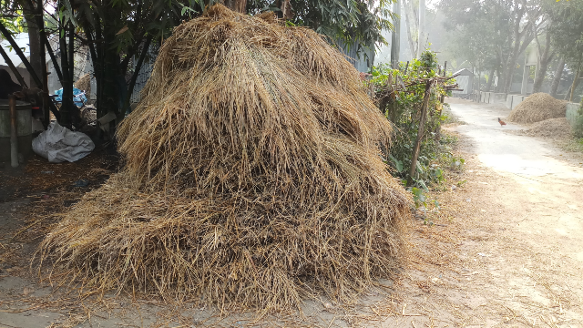A pile of straw obtained from paddy