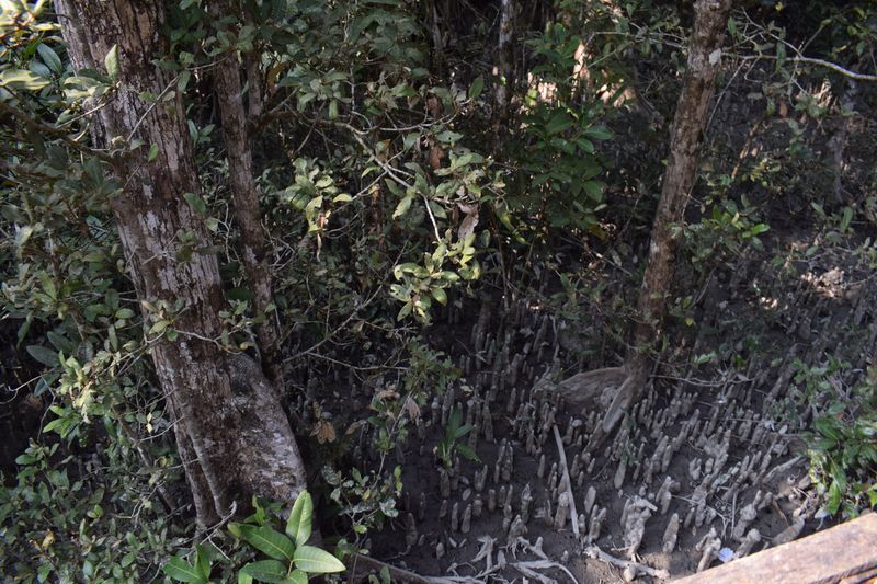 Amazing Harbaria Sundarban Eco-Tourism Center tour tips 2022 10 Breathing roots in sundarbans Bangladesh