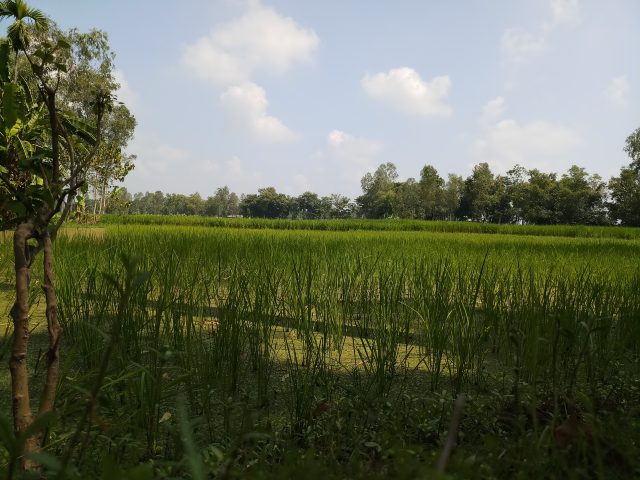 Village agricultural land 6 beautiful Pictures 6 Crop field images