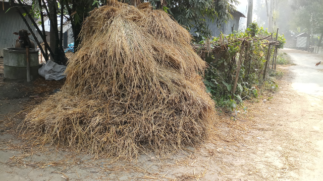Picture of a pile of paddy straw