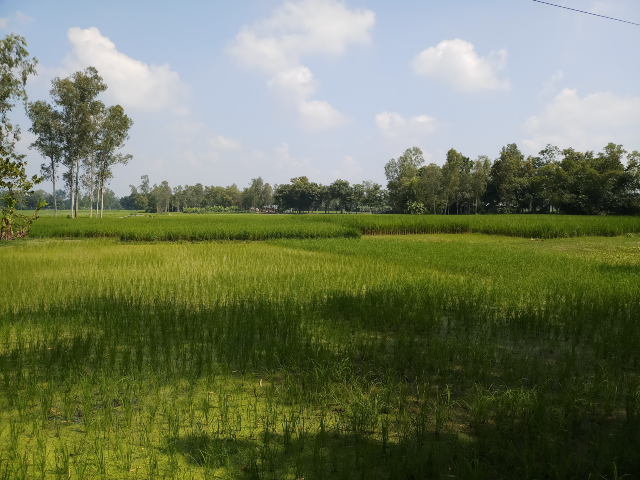 Village agricultural land 6 beautiful Pictures 2 Pictures of fields