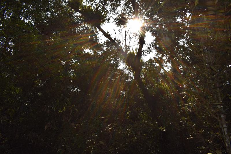 Amazing Harbaria Sundarban Eco-Tourism Center tour tips 2022 11 Sun rays through trees in Sundarban