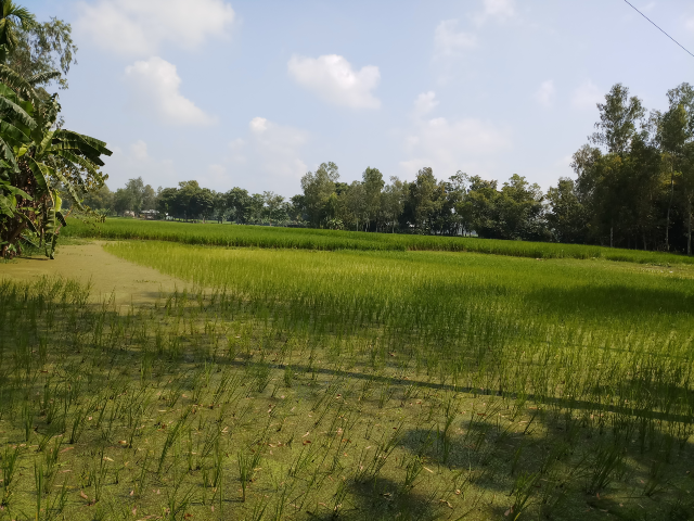 Village agricultural land 6 beautiful Pictures 4 Village crop field pictures in Bangladesh