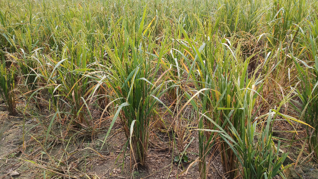Some paddy field pictures