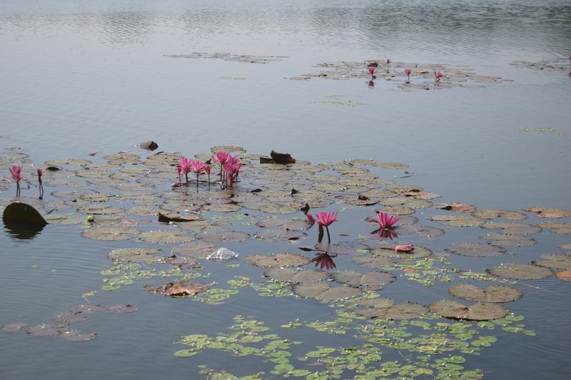 Water lilies at Khan Jahan Ali Dighi