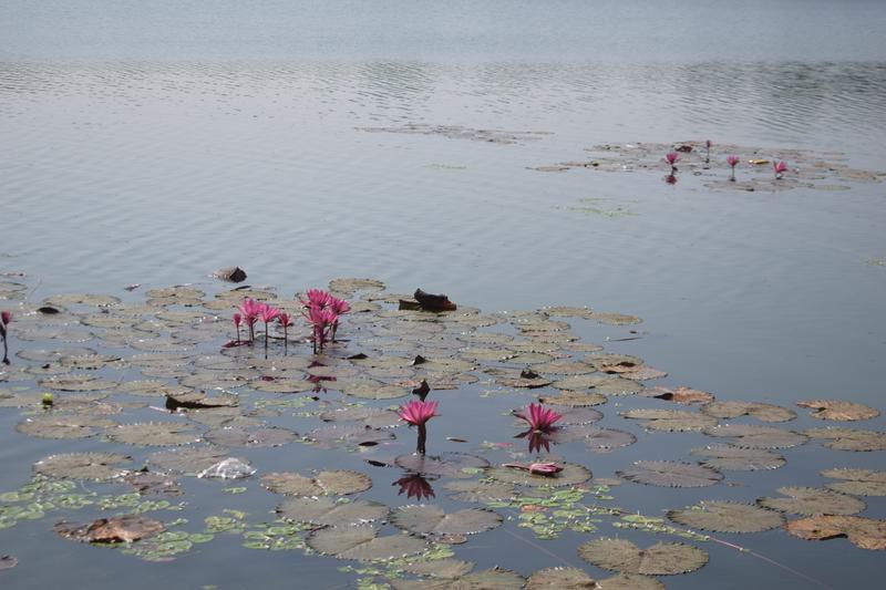 Water lily at Khan Jahan Ali Dighi