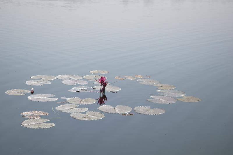 Water lily flower at Khan Jahan Ali Dighi
