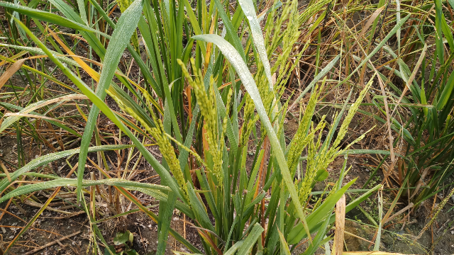 paddy field pictures